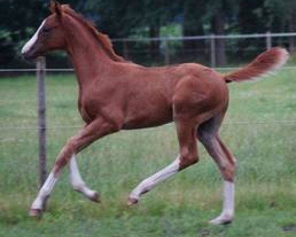 horse Quite Special TS (German Sport Horse, 2015, from DSP Quasi Gold Md)