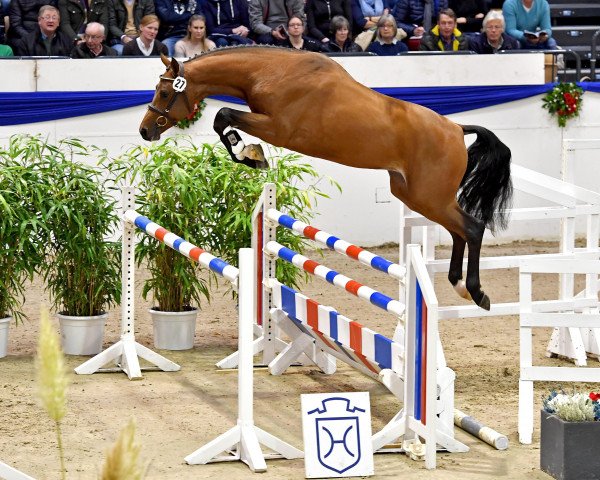 stallion Chinchero (Holsteiner, 2017, from Chopin VA)