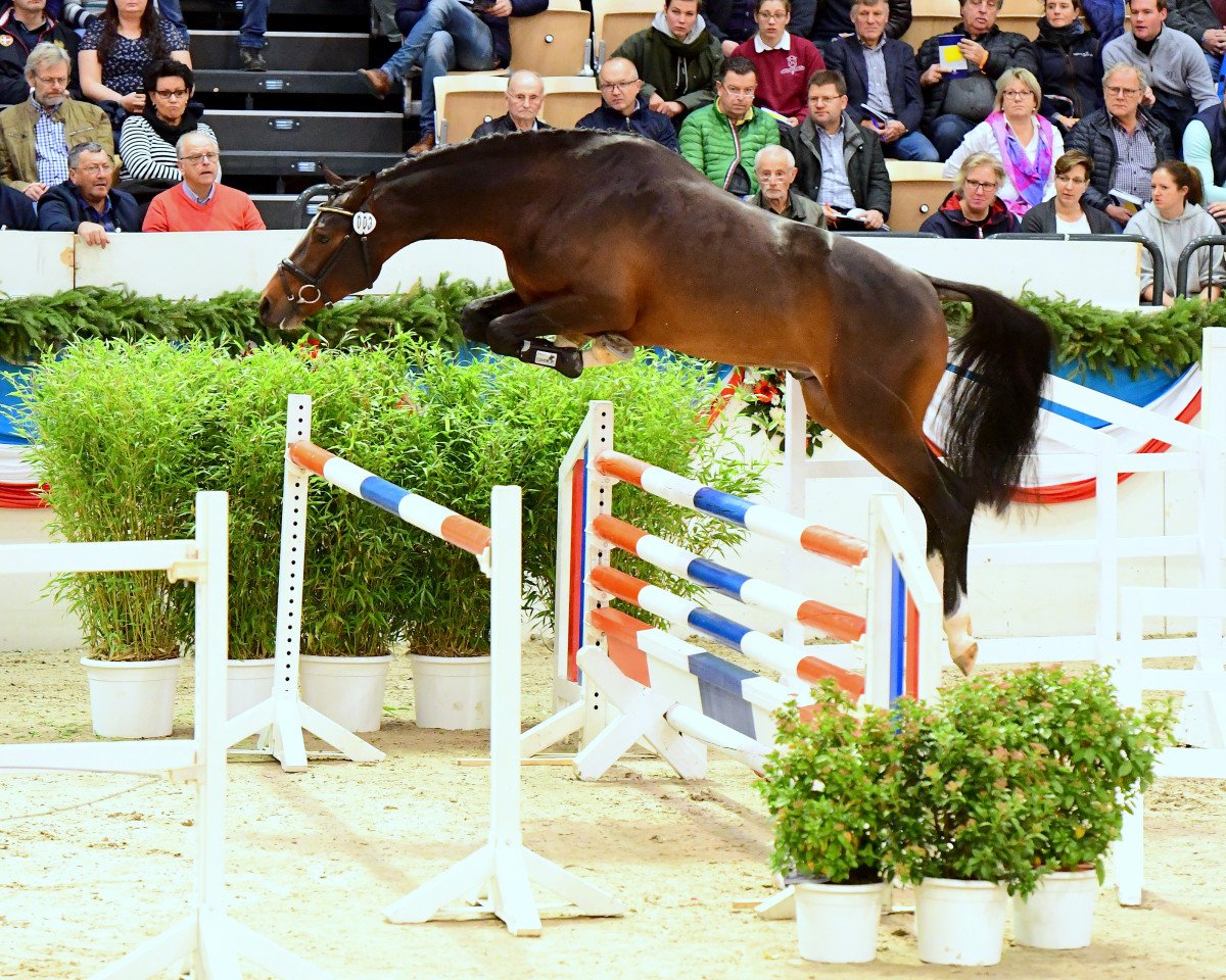Deckhengst Chezarro (Holsteiner, 2016, von Casall Ask)