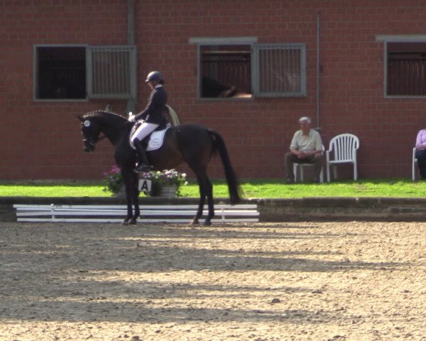 Reitturnier Datteln 2015