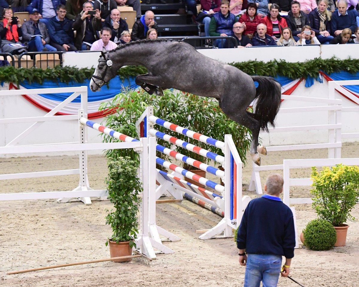 stallion Cahil 3 (Holsteiner, 2017, from Cornet Obolensky)
