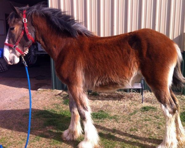 horse Big Shoe Saree (Clydesdale, 2012, from Class E Kazaam's Bentley)