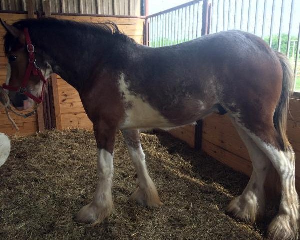 horse Big Shoe Bismark (Clydesdale, 2015, from Class E Kazaam's Bentley)