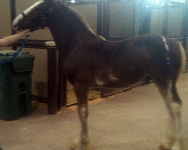 horse Big Shoe Archamedes (Clydesdale, 2013, from Class E Kazaam's Bentley)