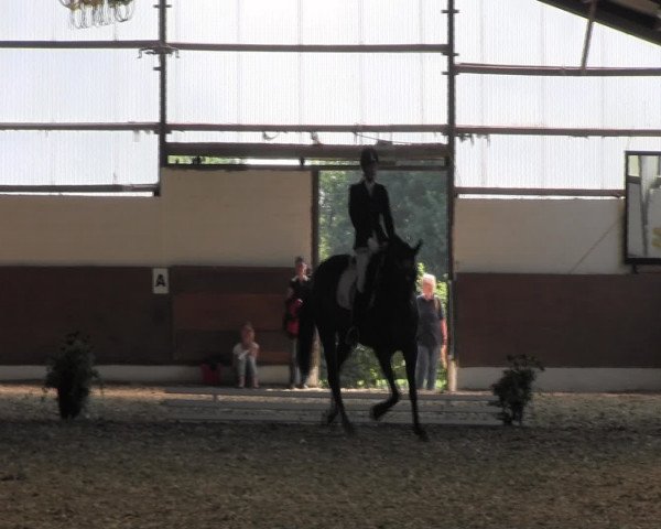 Reitturnier Datteln 2015