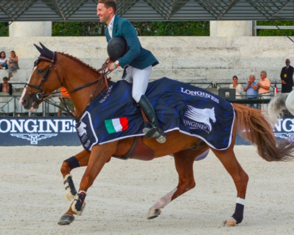 jumper Chesall (Holsteiner, 2005, from Casall Ask)
