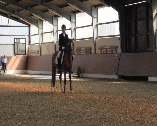 Reitturnier Datteln 2015
