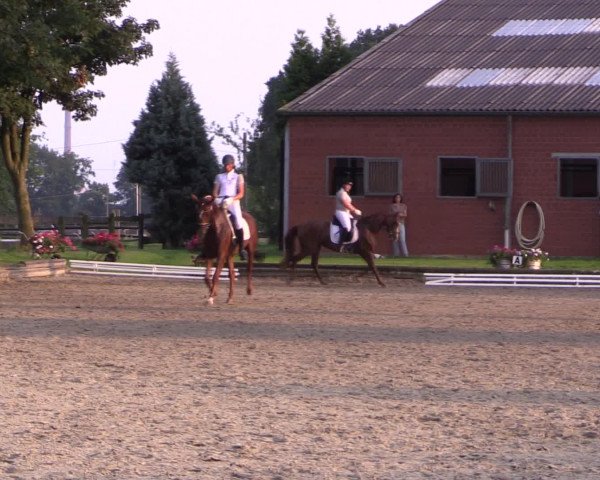 Reitturnier Datteln 2015