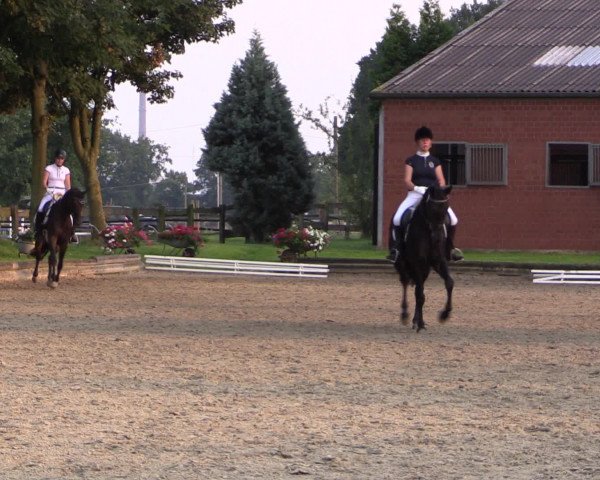 Reitturnier Datteln 2015