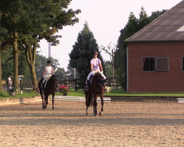 Reitturnier Datteln 2015