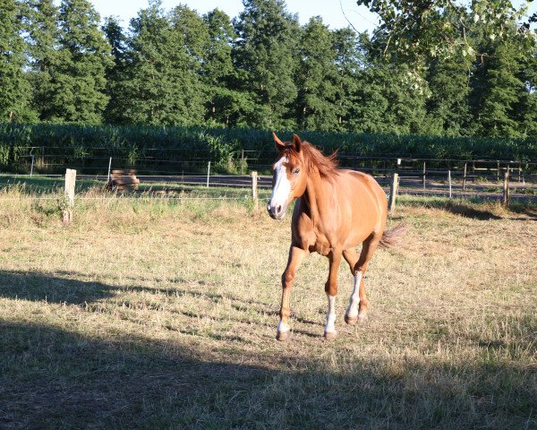 horse Laslo (Westphalian, 2007, from Light On OLD)