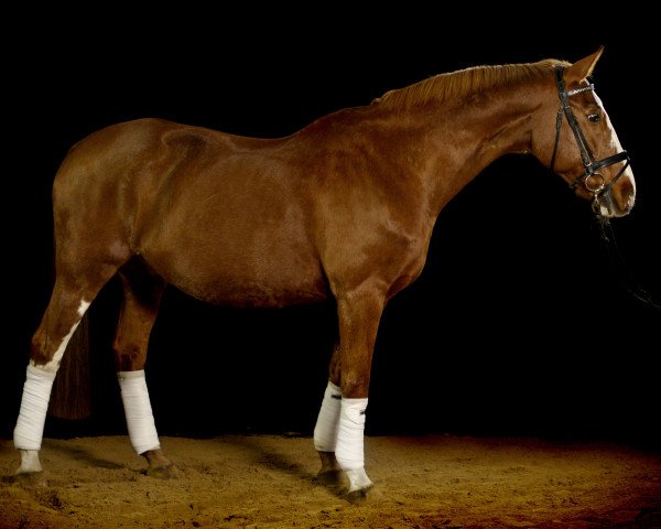 horse Aschad (Mecklenburg, 1991, from Admiral)