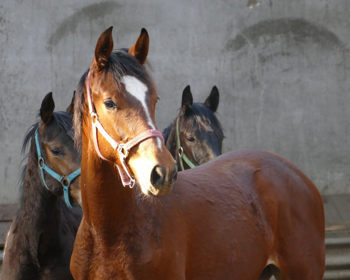 jumper Quiet Magic WS (German Sport Horse, 2019, from Qualito)