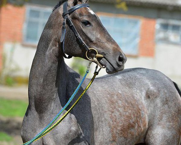 horse Dalia (Akhal-Teke, 2012, from Shakhid)