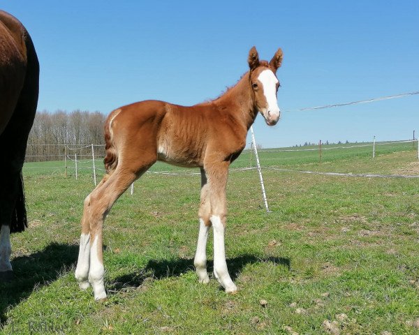 horse Lilani (German Sport Horse, 2020, from Zoom)