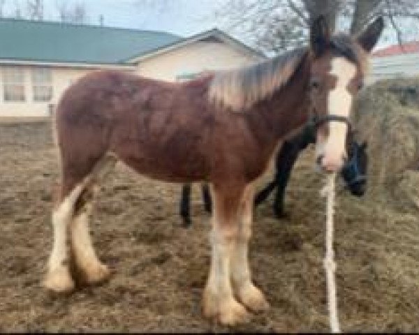 horse Belleau W.S. Maggie (Clydesdale, 2019, from Alamar Theodore)