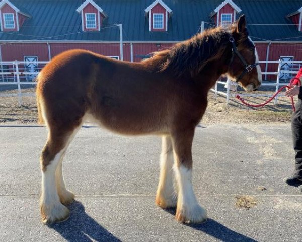 horse Belleau W.S. Gwen (Clydesdale, 2019, from Alamar Theodore)
