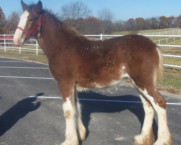 horse Belleau W.S. Moxie (Clydesdale, 2018, from Alamar Theodore)