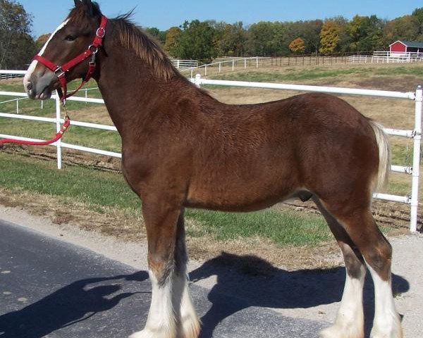horse Belleau W.S. Toby (Clydesdale, 2018, from Alamar Theodore)