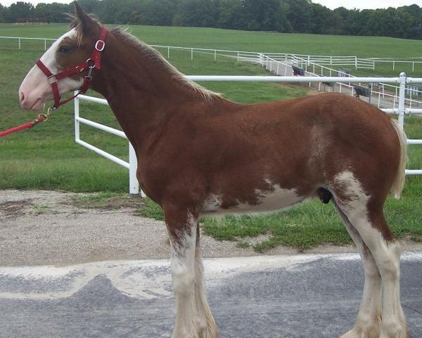 horse Belleau W.S. Krissy's Kyle (Clydesdale, 2018, from Alamar Theodore)
