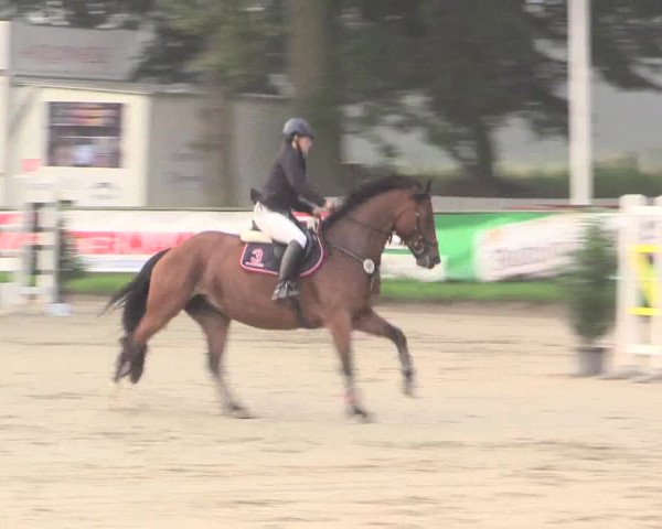 Reitturnier Datteln 2015