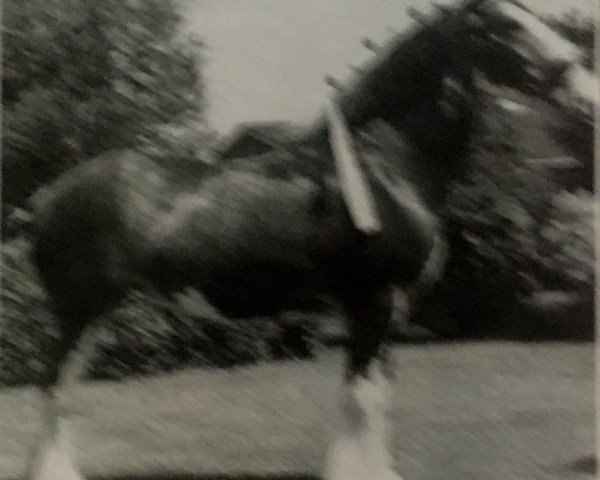 broodmare Orchard Gore Kate (Clydesdale, 1986, from Marksman Castle)