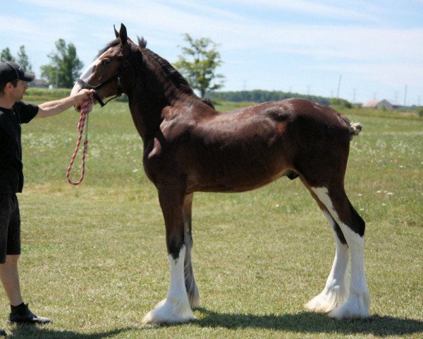 horse Gregg's Marvelous Sam (Clydesdale, 2011, from Gregglea H.C. Marvel)
