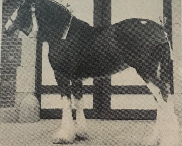 Zuchtstute Hill Topper Jana (Clydesdale, 1987, von Doura Trademark)