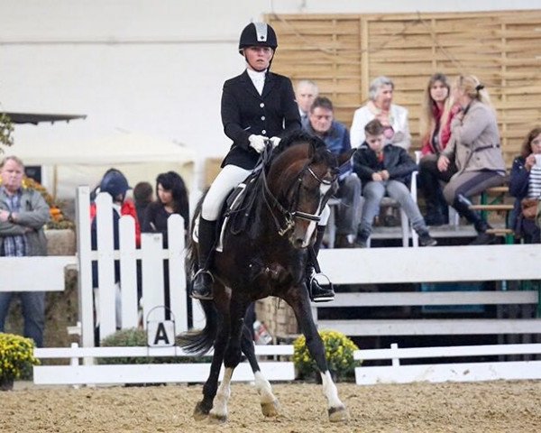 stallion Diamond Boy (German Riding Pony, 1997, from Durello)