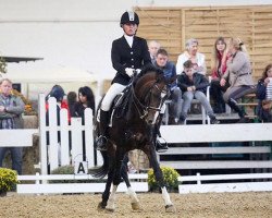 stallion Diamond Boy (German Riding Pony, 1997, from Durello)