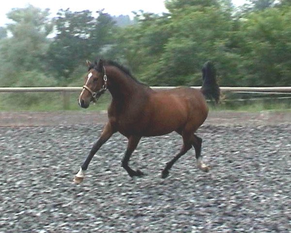 Zuchtstute Cherie de Luxe (Deutsches Reitpony, 2005, von FS Champion de Luxe)