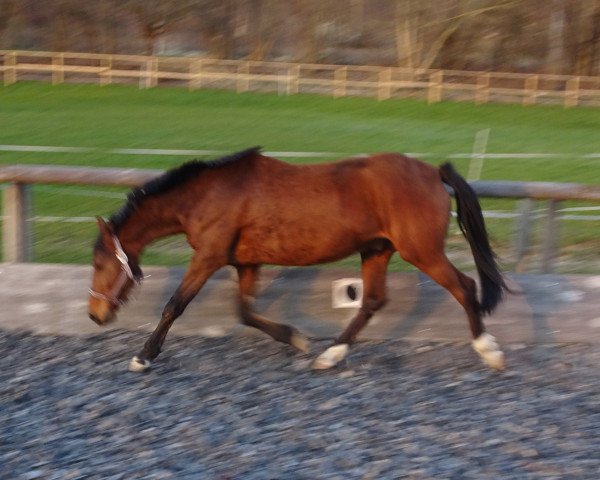 horse Drachenstern (German Riding Pony, 2013, from FS Don't Worry)