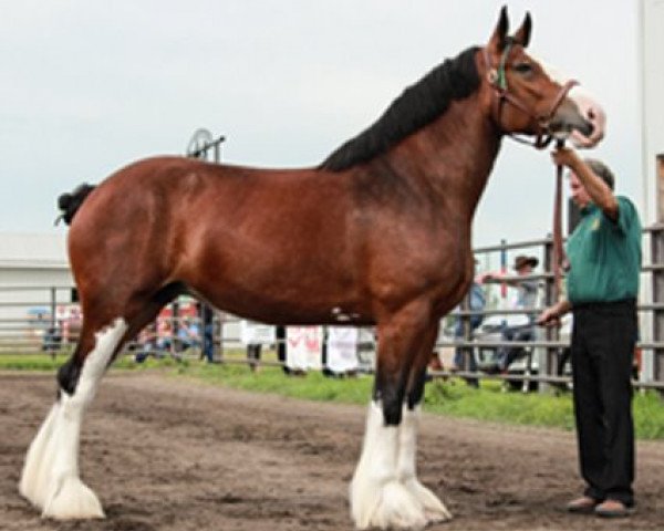 broodmare Gregg's California Rachel (Clydesdale, 2010, from California Canyon Merlin)