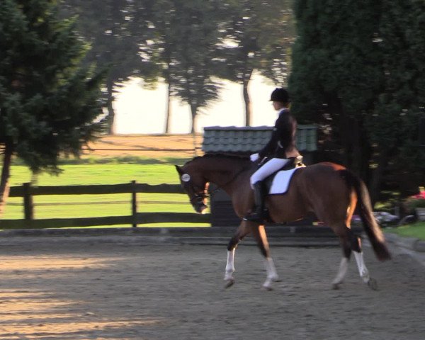 Reitturnier Datteln 2015
