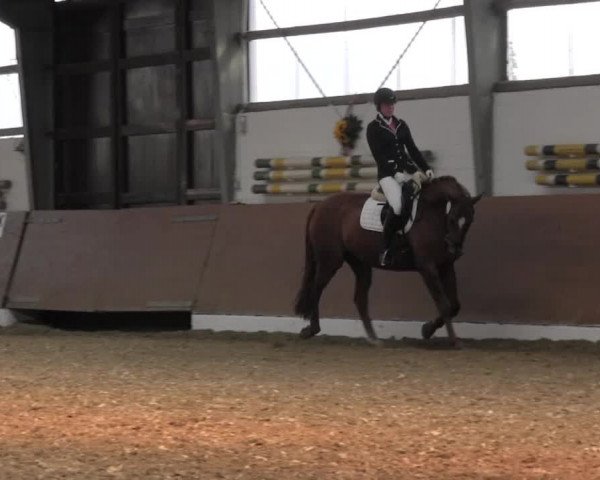 Reitturnier Datteln 2015