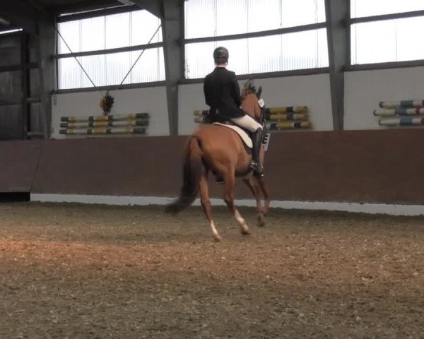 Reitturnier Datteln 2015