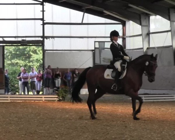 Reitturnier Datteln 2015