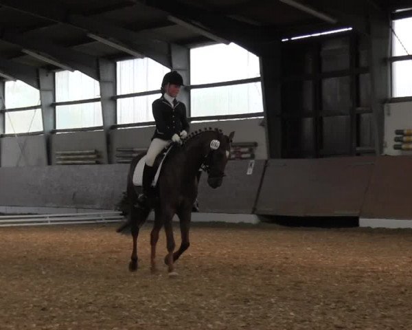 Reitturnier Datteln 2015