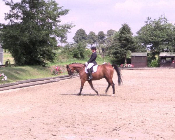 Reitturnier Datteln 2015