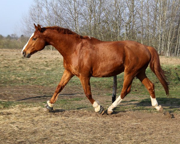 horse G Pipin (Mecklenburg, 1996, from Grenzfall) horse G Pipin (Mecklenburg, 1996, from Grenzfall)