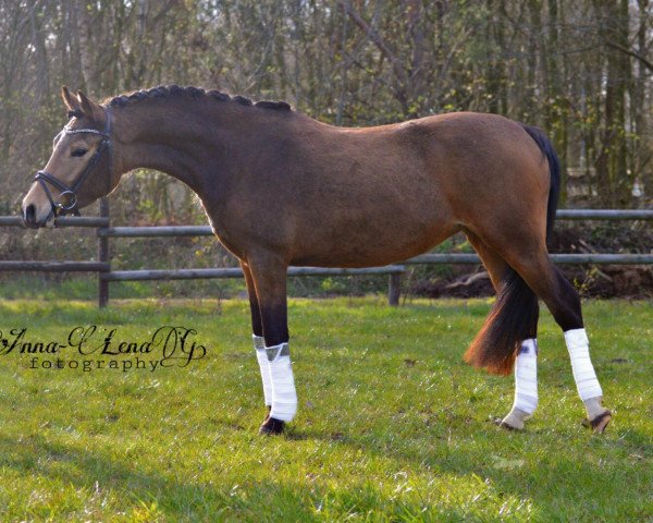 broodmare Feinklang GS (German Riding Pony, 2017, from Dreiklang AT NRW)