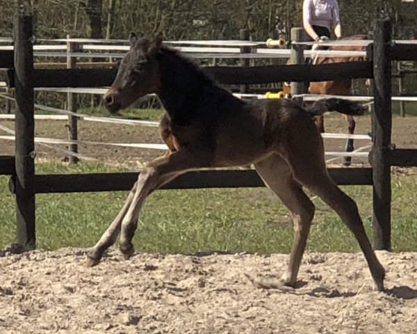 horse GS Carry Ann (German Riding Pony, 2020, from Designed in Black AT)