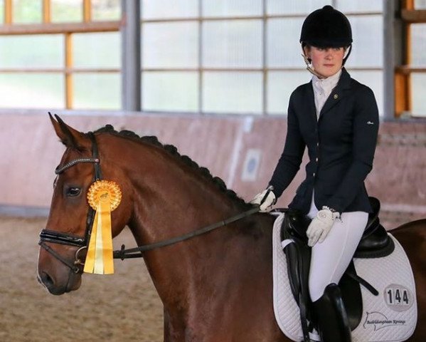 dressage horse Rheinberger (Westphalian, 2008, from Riccio)