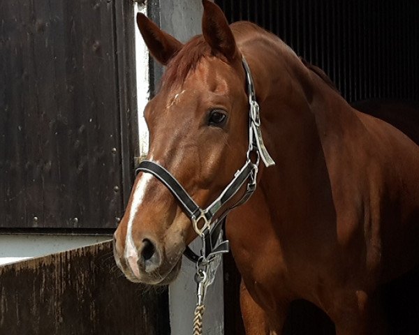 Dressurpferd Dalmore 6 (Bayer, 2010, von Don Romantic)