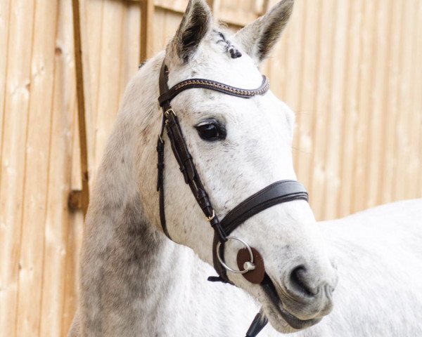 Springpferd Luna 2041 (Tschechisches Warmblut, 2015, von Przedswit Lionel)