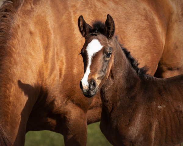 Pferd Zamira (Deutsches Reitpferd, 2020, von Zoom)