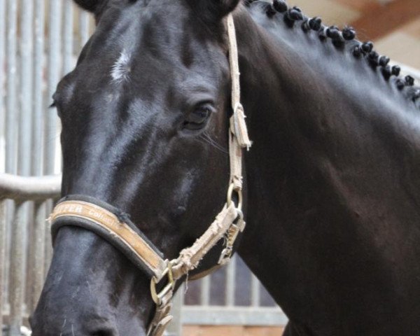 dressage horse Landino (Oldenburg, 2001, from Landor S)
