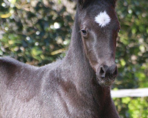 Dressurpferd Finero 6 (Hannoveraner, 2020, von Franklin)