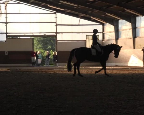 Reitturnier Datteln 2015
