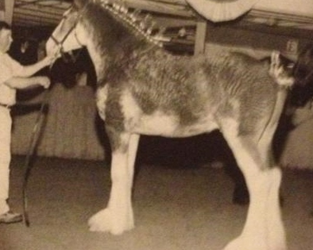 Deckhengst North River Lance (Clydesdale, 1999, von Ainville Freelance)
